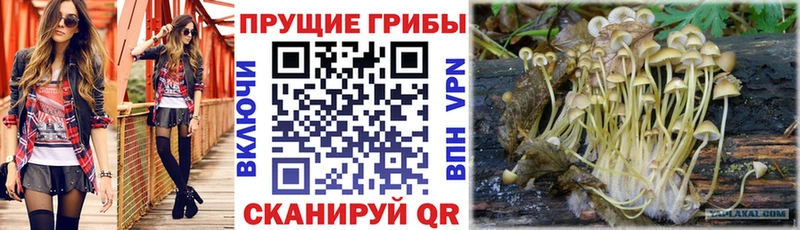 Псилоцибиновые грибы Cubensis Невинномысск